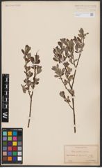 Foto von Salix aurita L. x Salix cinerea L.
